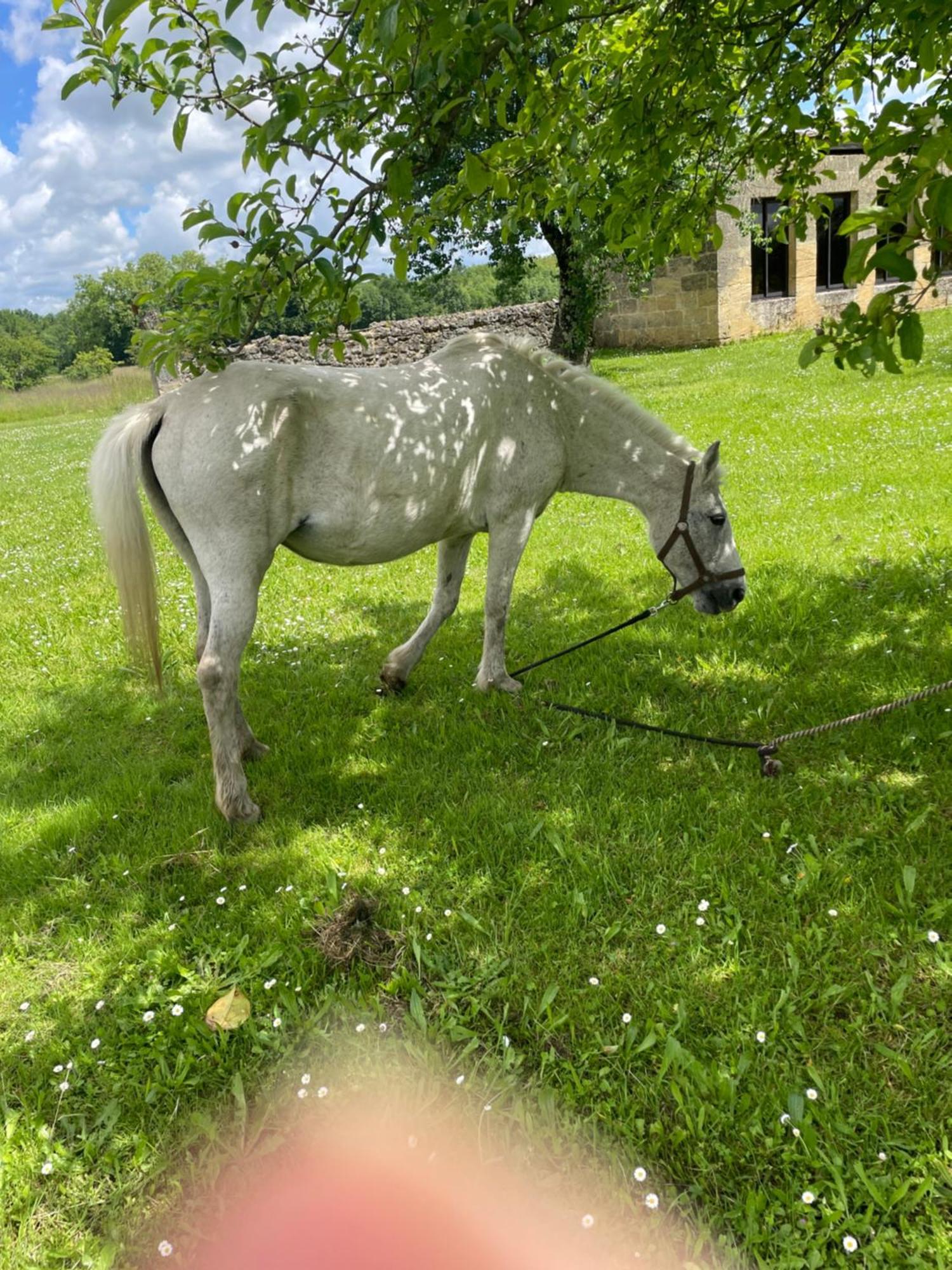 Fsp Chateau Julie Virsac Zewnętrze zdjęcie